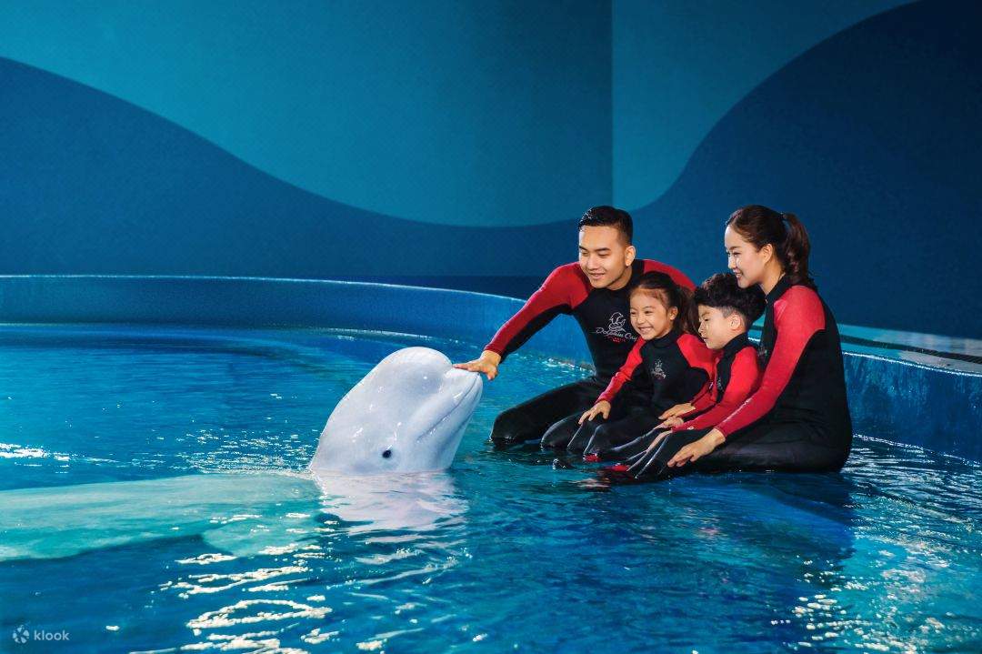 Cá voi trắng tương tác